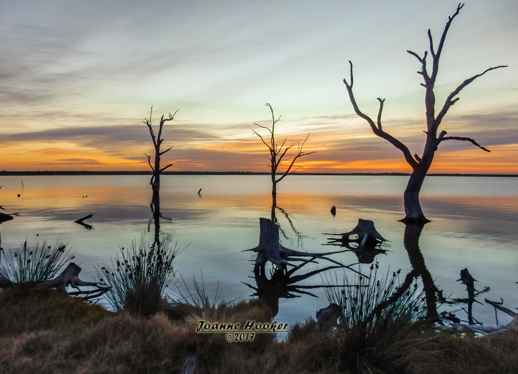 Lake Bonney Trees